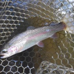 大安トラウトレイク釣果